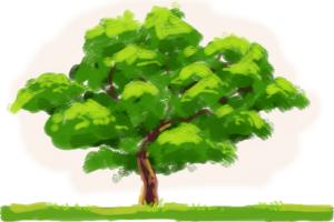 How to Draw an Oak Tree | DrawingNow