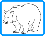 how to draw a bear description