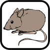 How to draw a Mouse