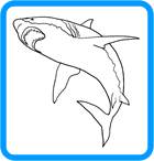 drawing shark