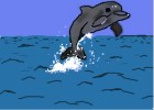 Jumping Dolphin