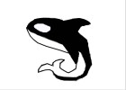 Killer Whale