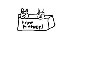 free kittens