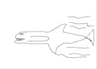 Predator fish
