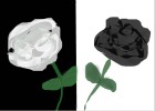 Black and White roses