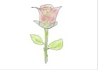 Rose for Love