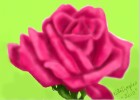 My Pink Rose