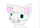 a grey cat