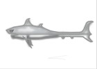 great white