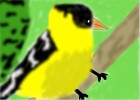 Eastern Goldfinch