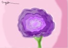 Purple Carnation