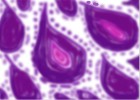 Absract Cheetah Paisly Pattern in Purple