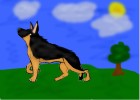 German Shepherd dog *full body*