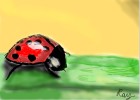 ladybug