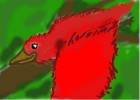 bird