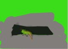 gecko in cave