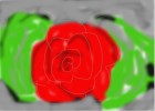 Rose ( flowers )