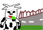 the cow