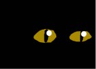 cat eyes in the darknight