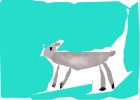 123 sheep