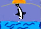 killer whale
