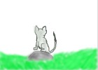 cat on rock on grass