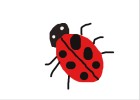 ladybird