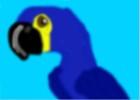spix macaw