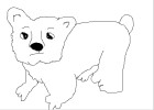 bear