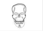 perfect skull