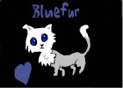 White cat named Bluefur