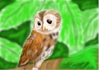 Tawny Owl