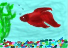 Fred My Bettafish