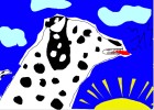 dalmation