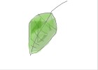leaf...