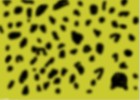 Leopard Or Cheetah?