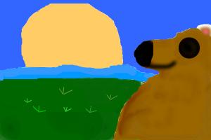 Bear watching the sunset