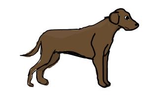 brown dog