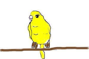 budgie