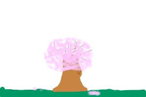 Cherry blossom tree