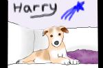 Harry on the sofa