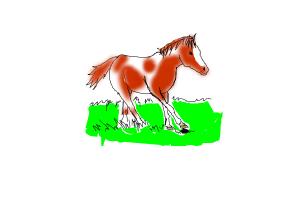 horse