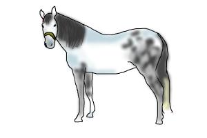 How to draw a basic horse