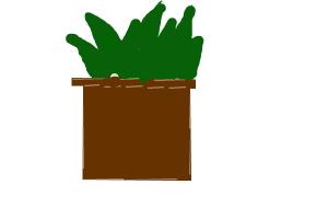 How to draw a beginner's plotted plant