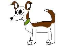 Jack Russel Terrier