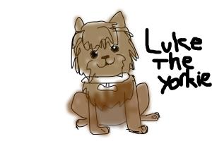 luke the yorkshire terrier