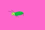 My famous Grasshoper
