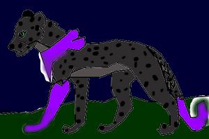 Nightjewel the cheetah