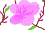 Peach Blossom