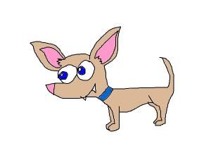 Pinky the chihuahua